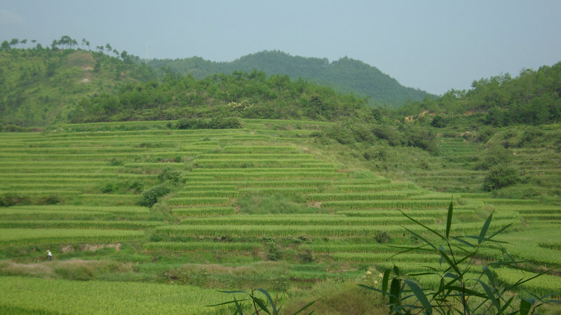 是否龟呢？.JPG