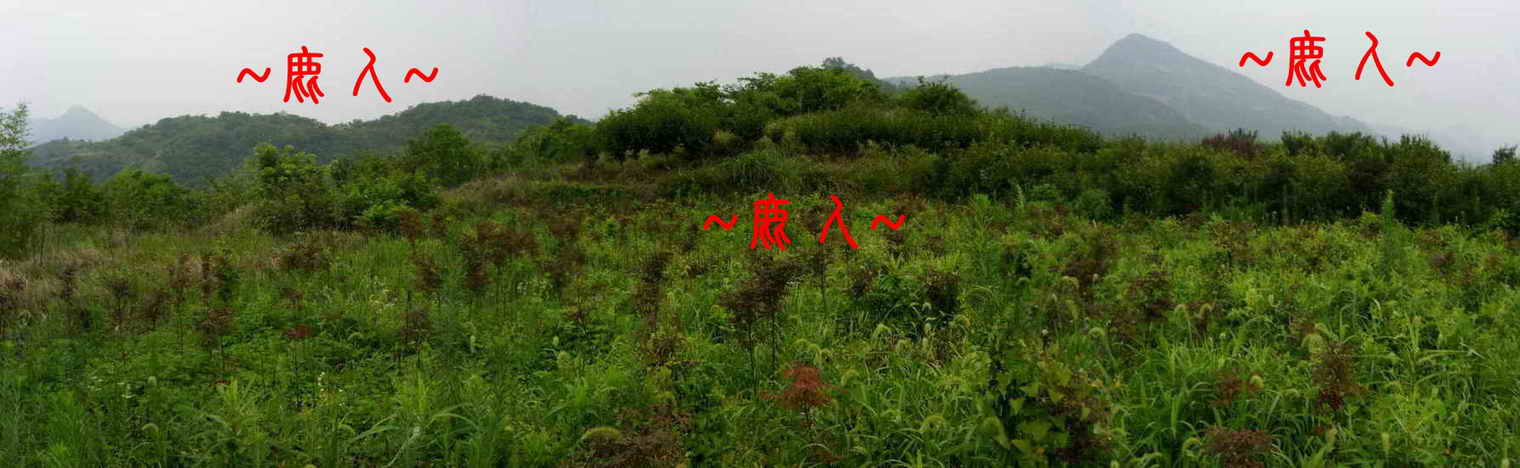 看後龍與穴星照.JPG