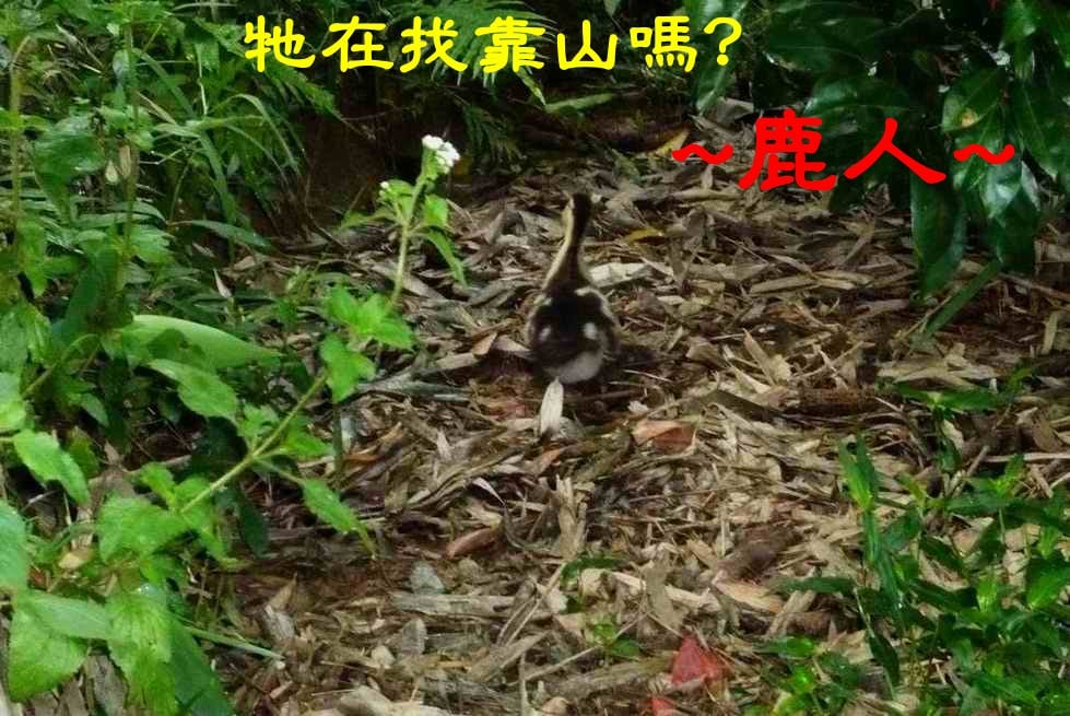 尋靠山.JPG