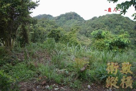 複製 9在祖山頂看來龍.jpg