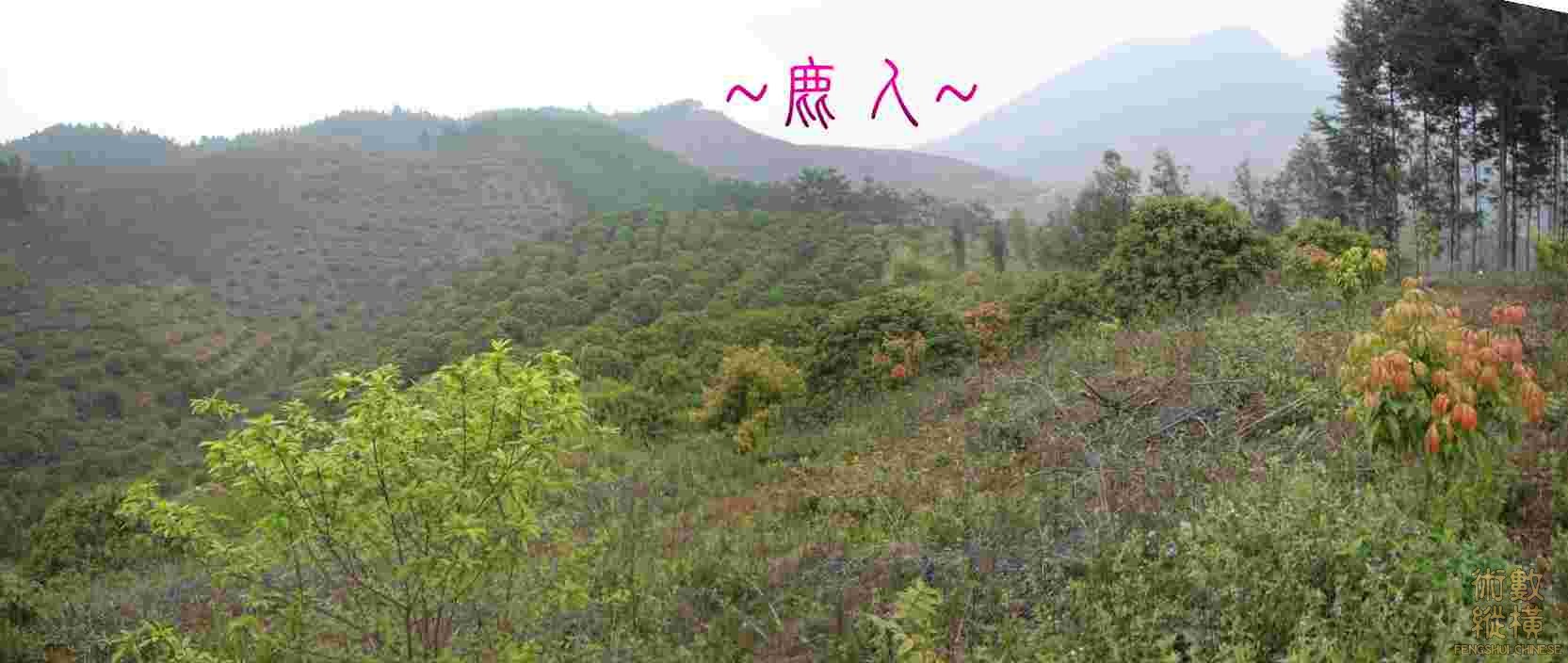 複製 複製 祖山下脈行龍一段全照.JPG