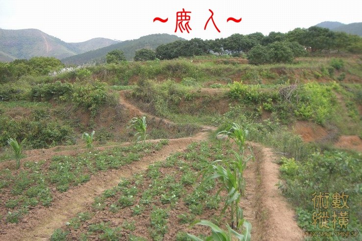 複製 束氣特寫.jpg