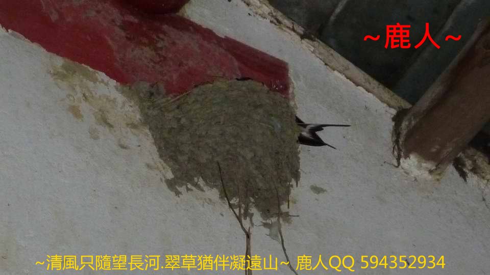 雙燕挑樑_02.JPG