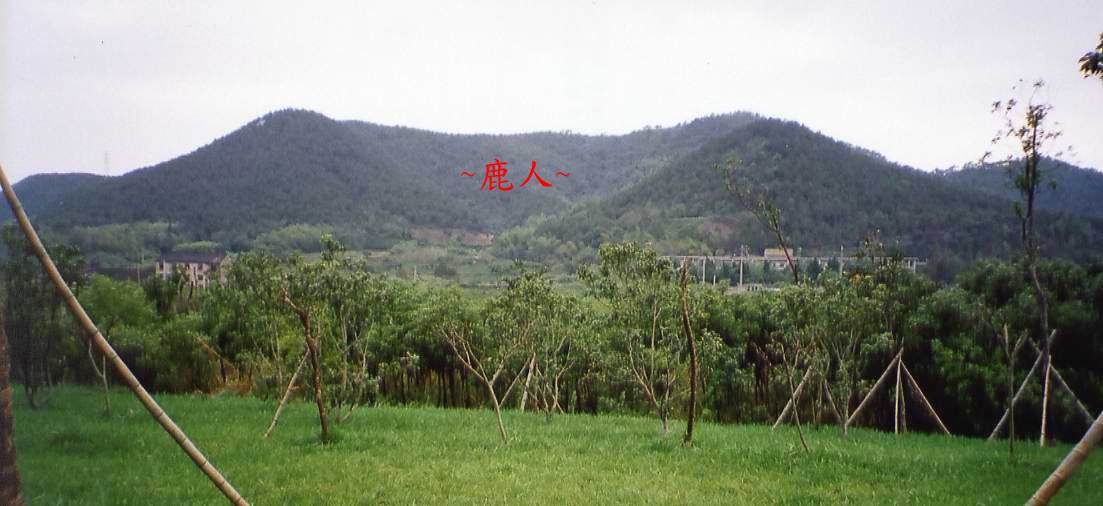 雙人枕頭.jpg