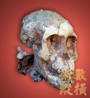 孩子臉:這個最近公開的阿法南猿人化石，暱稱「賽蓮」