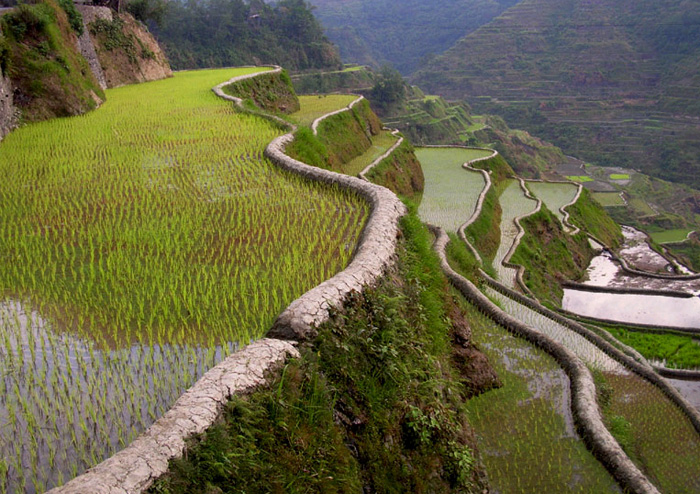 巴拿威梯田(Banaue Rice Terraces)