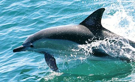 dolphin-jumping.jpg