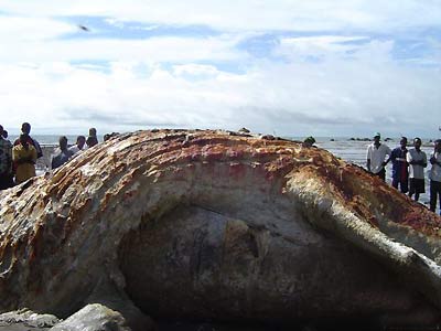 海怪3.jpg