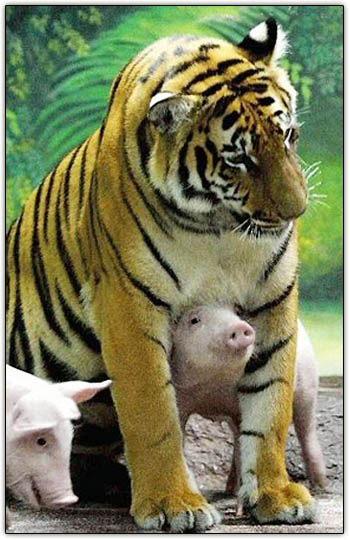 tigerpiglets.jpg