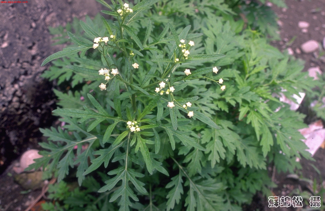銀膠菊.jpg