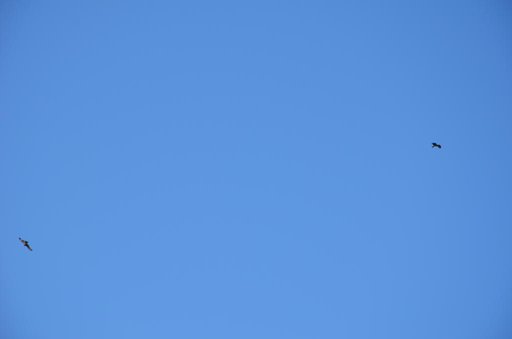 blue.jpg